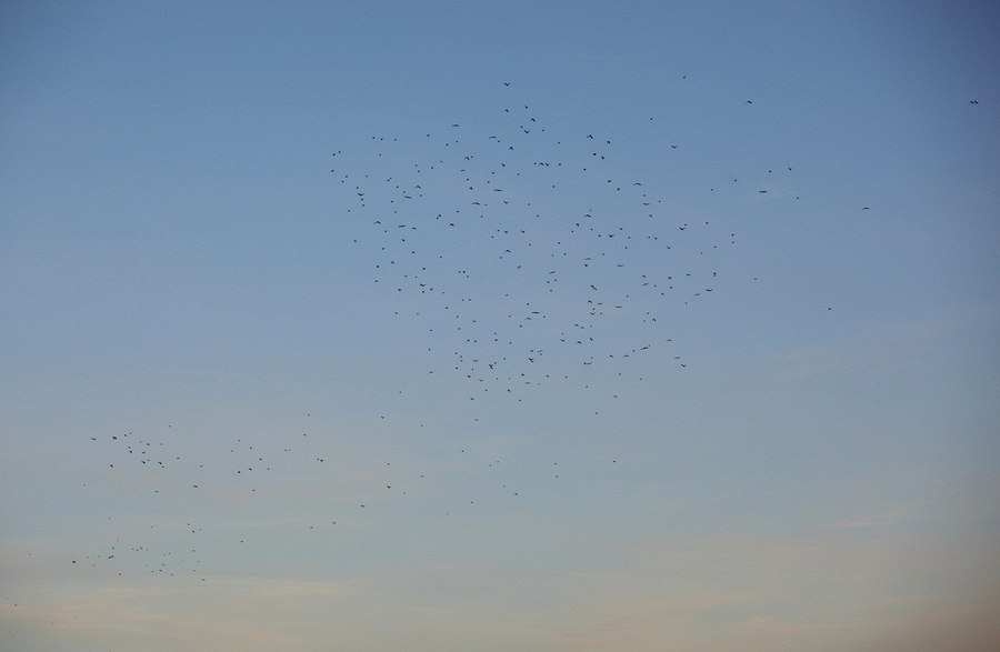 birds in the vicinity of the airport