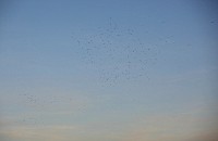 birds in the vicinity of the airport
