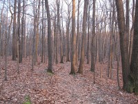 pretty trees