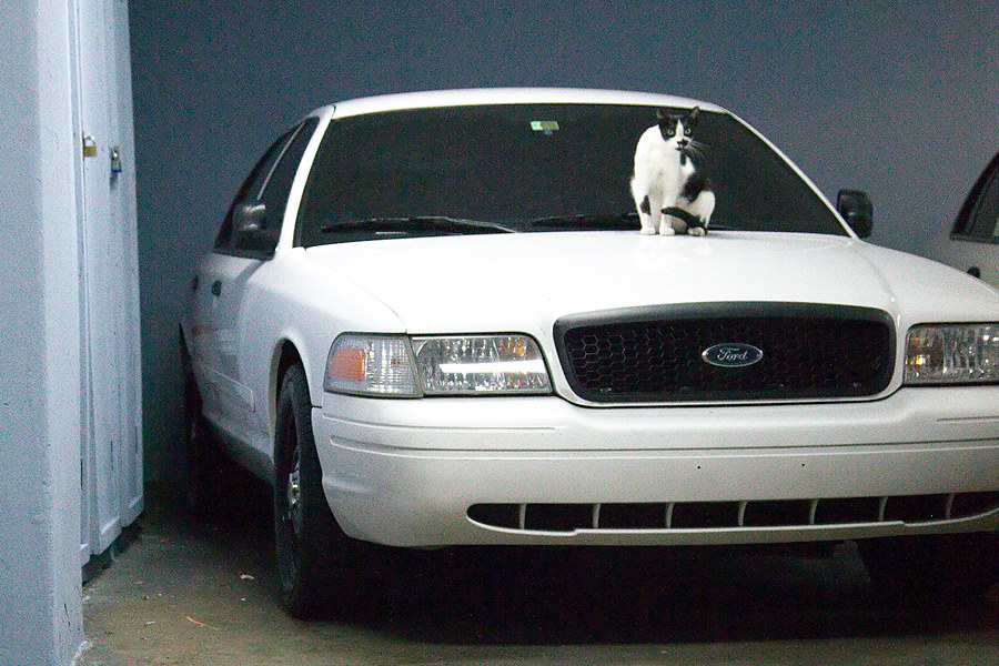 cat on a police car with crazy tint all around.