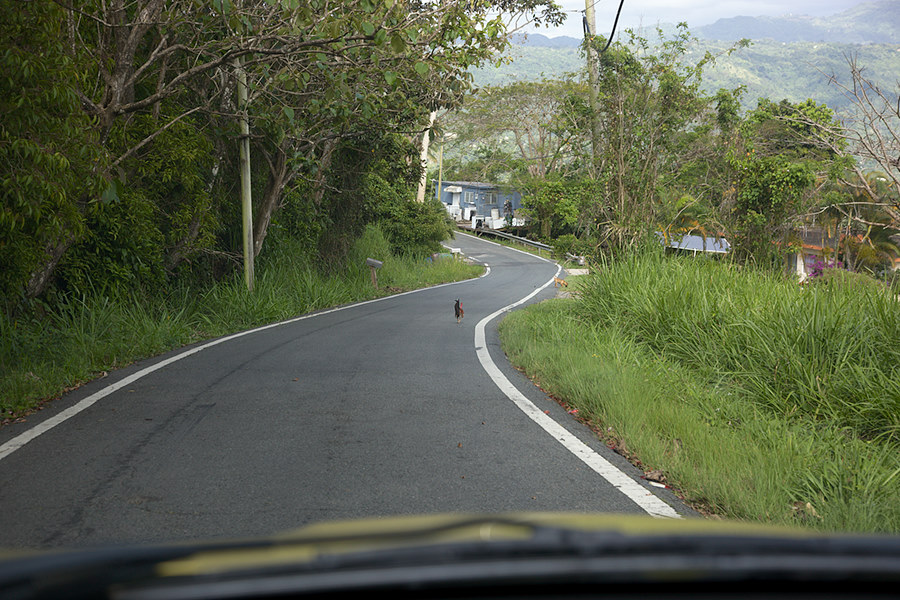 chicken, quite literally crossing the road