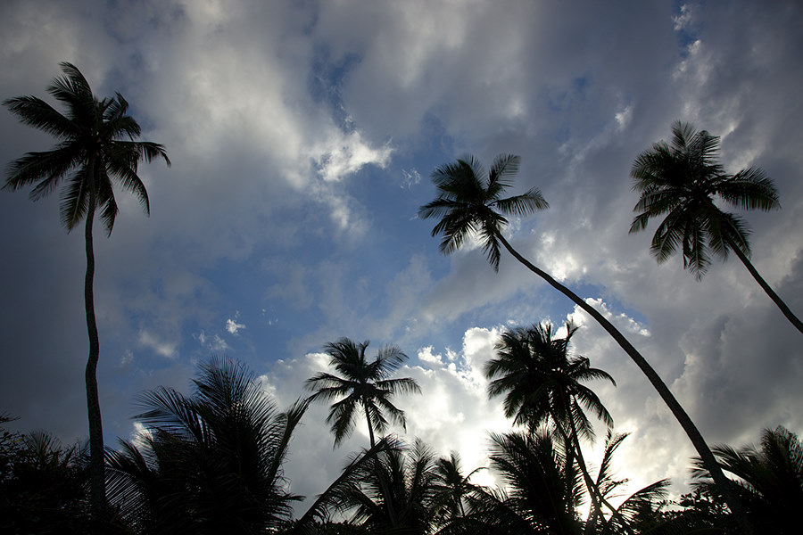 palms