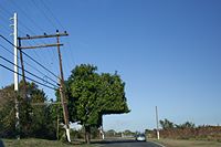 creative tree trimming