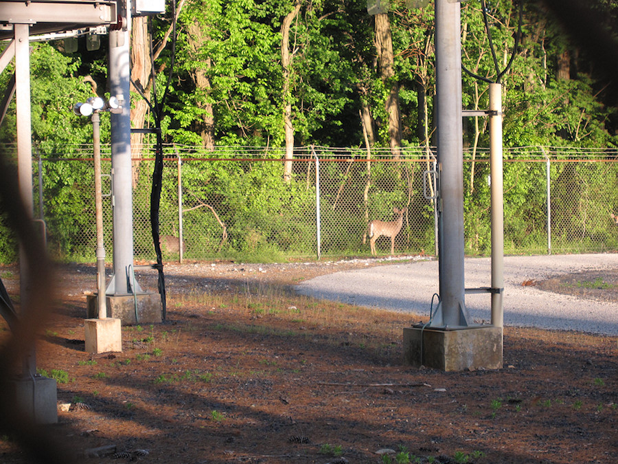 substation deer