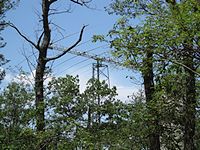 giant log-periodic antenna. It moved about 15 degrees while I was standing there - very quiet and smooth rotater.