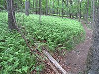 typical view along the Yellow trail