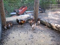 chicken coop and rooster