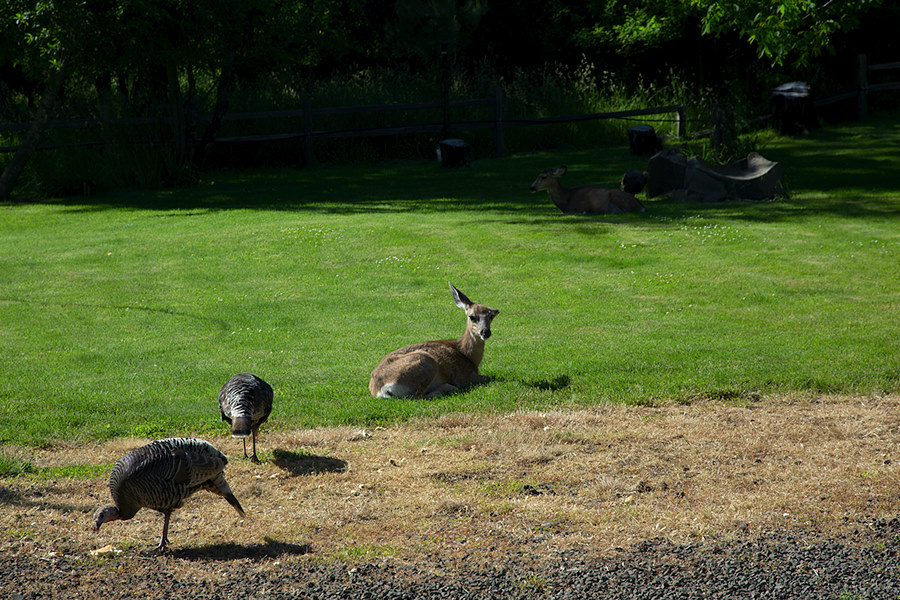 deer and turkeys