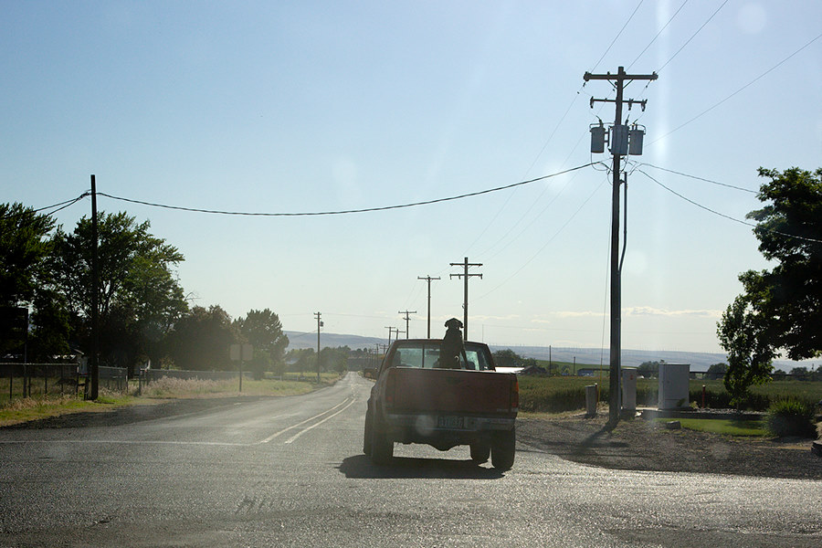 pickup dog