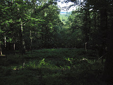 Liberty Dam (still in MD)