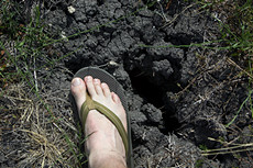 dry field