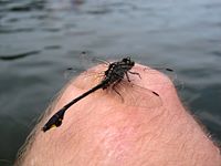 cool dragonfly, ugly leg