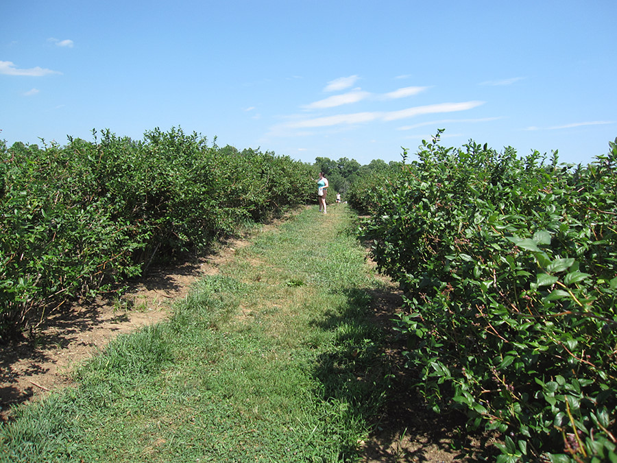 picking blueberries