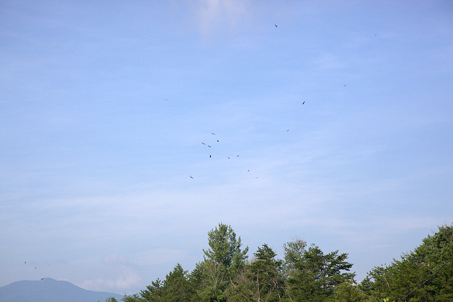 birds up in a big thermal