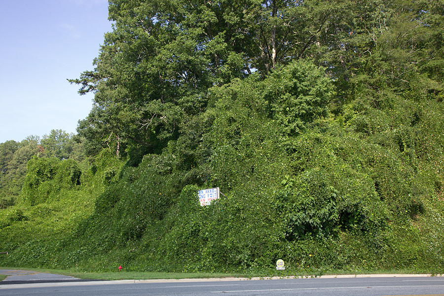 kudzu