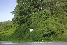 kudzu