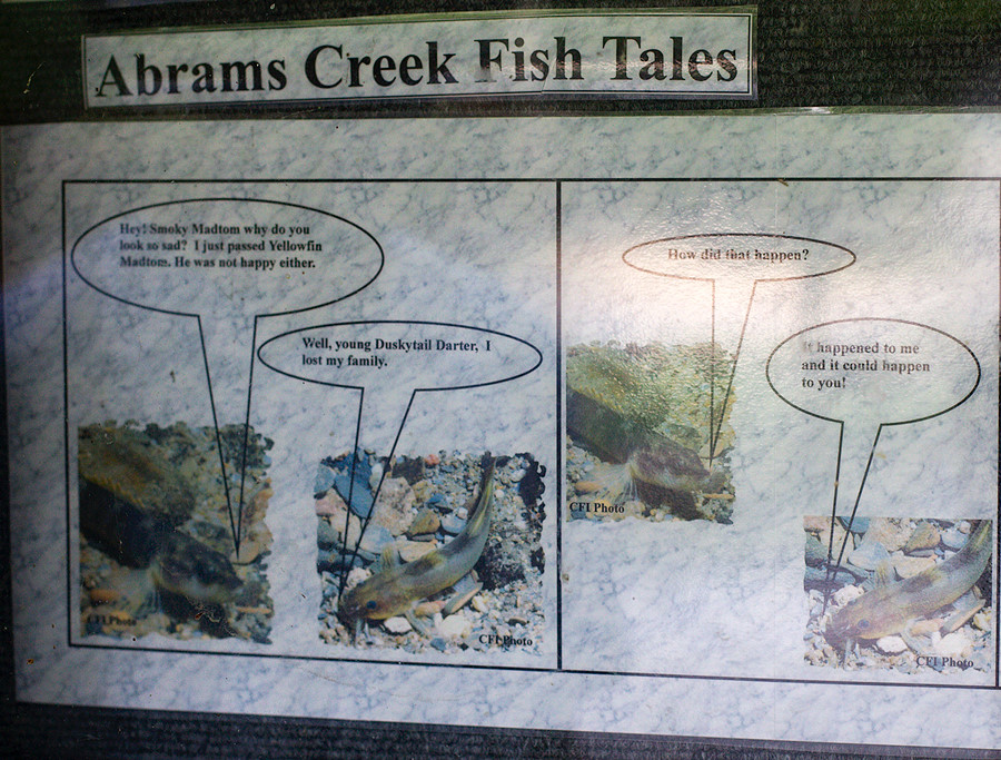 Abrams Creek Fish Tales (photo 1/3)