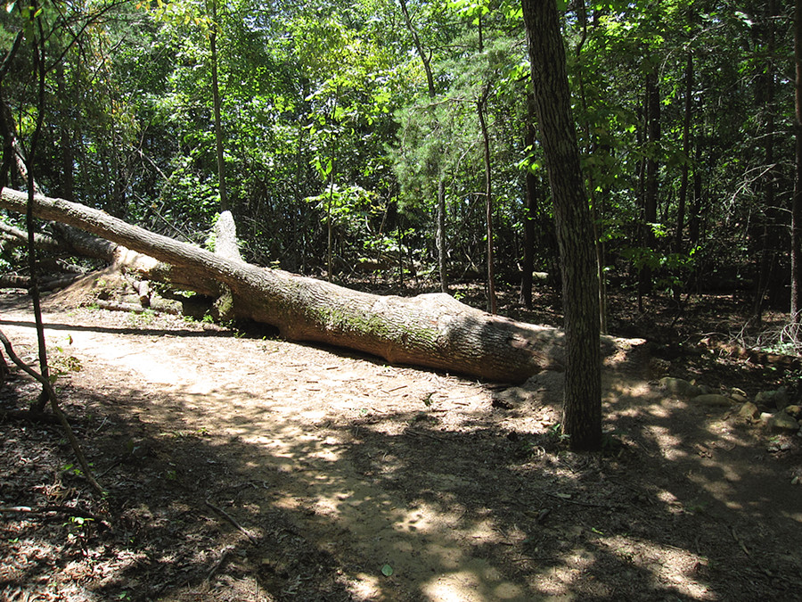 awesome log rider