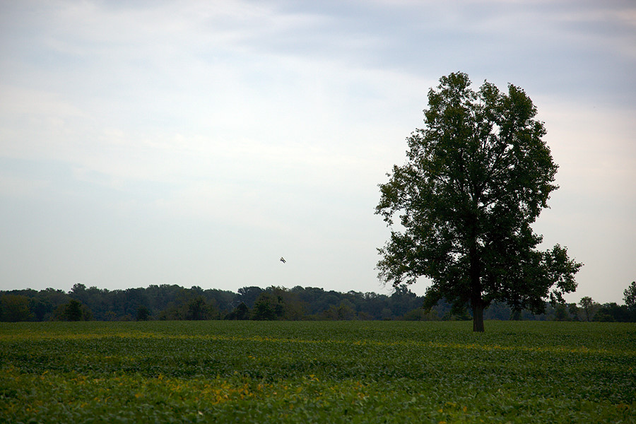 bi-plane crop duster at work