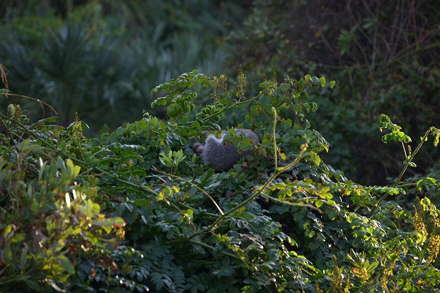 yes, that is a racoon passed out in the tree