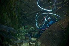 piranha lurk as a diver cleans the tank