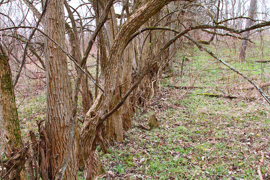 cool old tree fence