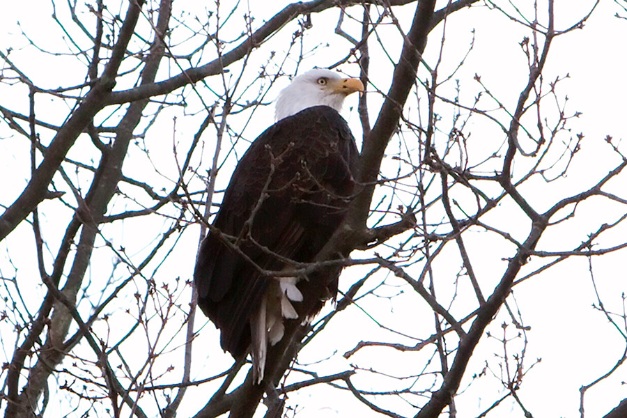 eagle