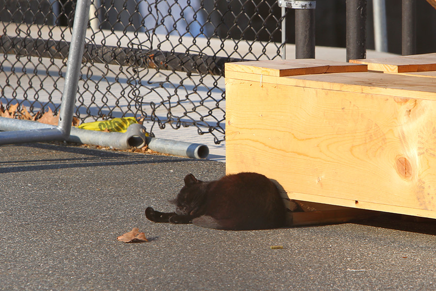 over-worked guard cat is overworked