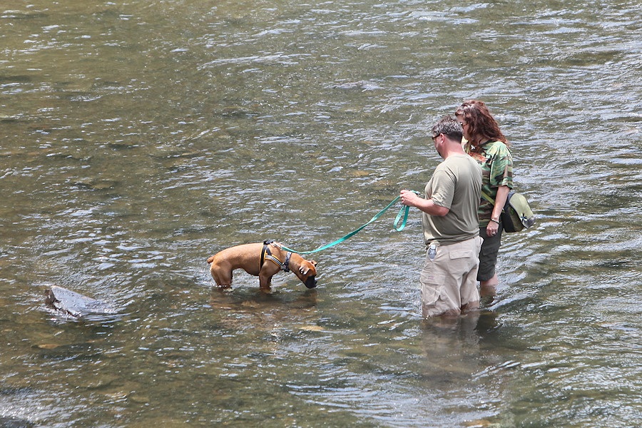 boxer's first experience with cold running water