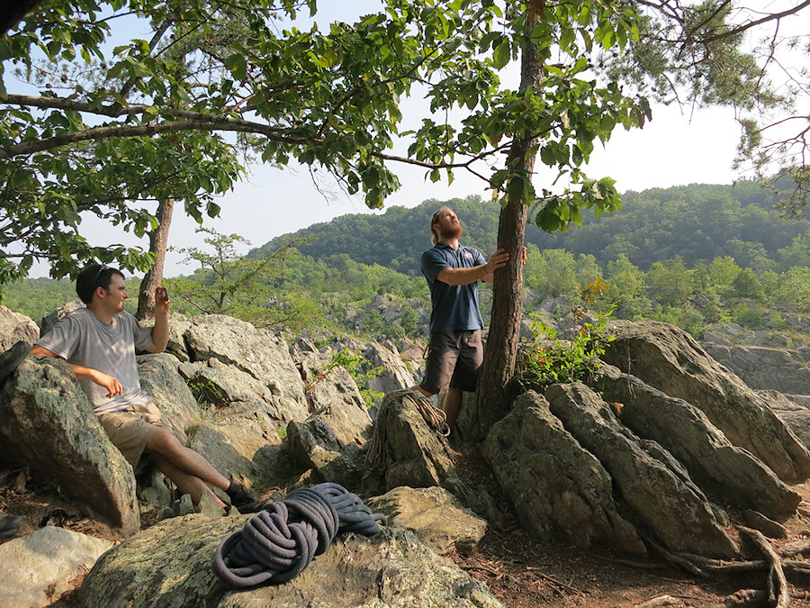 sizing up a tree for suitability