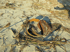objective hazards on the beach - razor sharp rusted metal