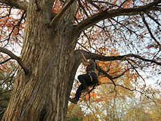 tree climbing