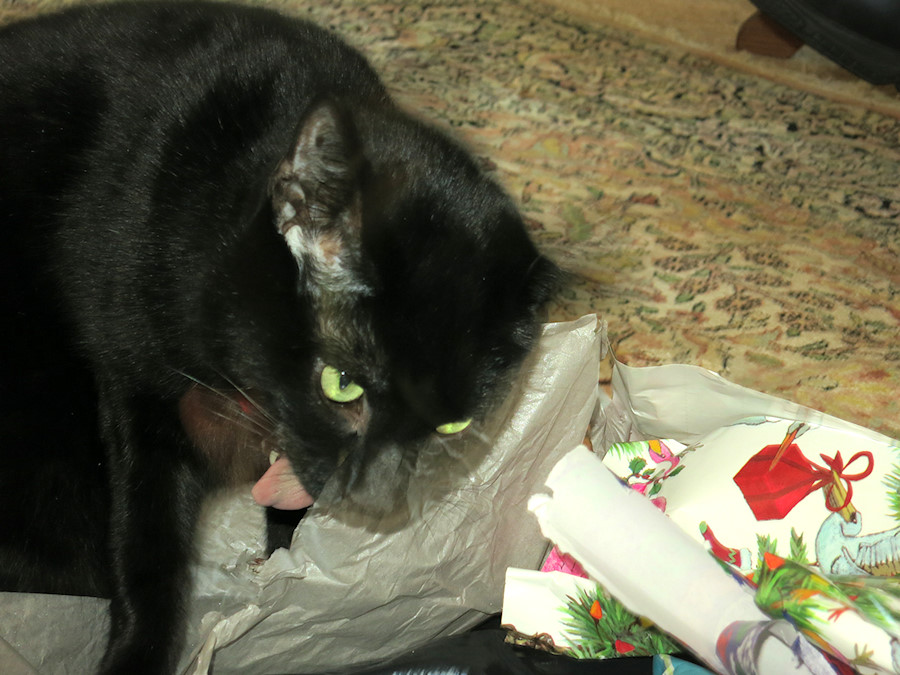 this cat is crazy for wrapping paper