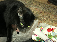 this cat is crazy for wrapping paper