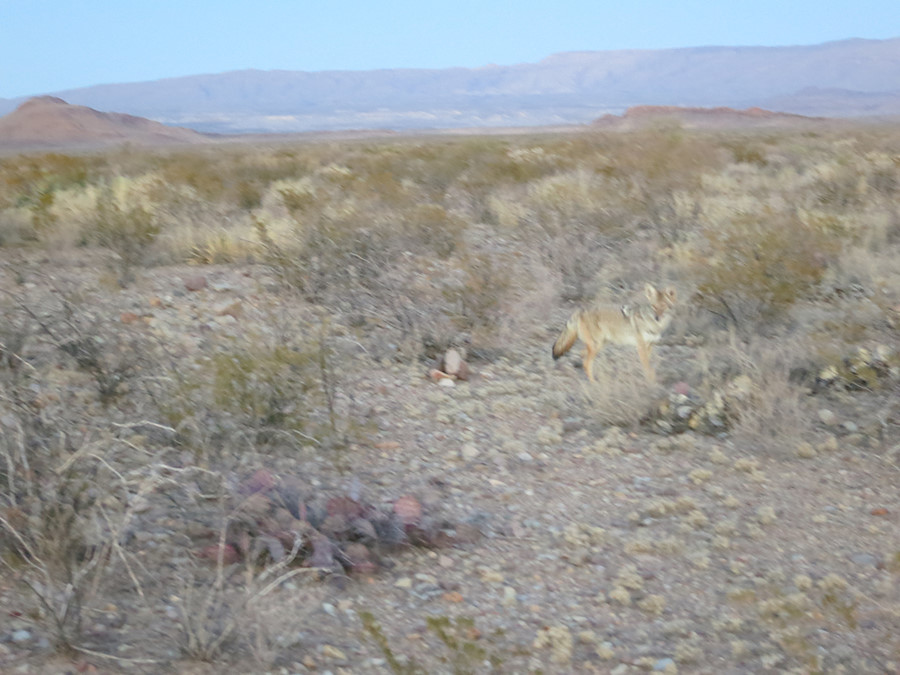 blurry photo of the coyote that accidentally snuck up on me