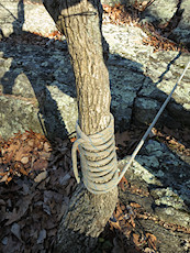 this looked sketchy (despite being relatively secure and strong) until I realized it was just the leftover rope after connecting to an equalized 3-piece gear anchor and a larger tree