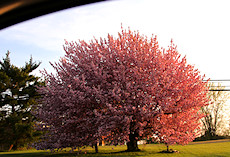 beautiful tree in bloom on the drive home