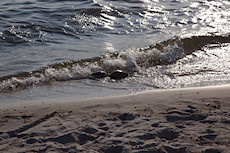 when two (or more) horseshoe crabs love each other very much