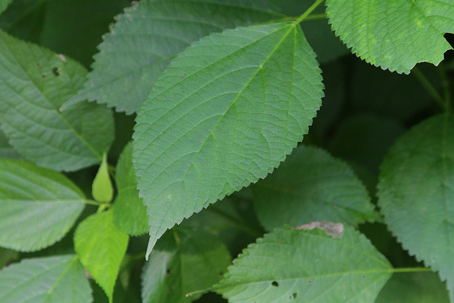stinging nettle found on a hike