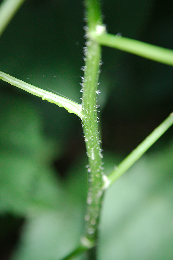 nettle found on a hike