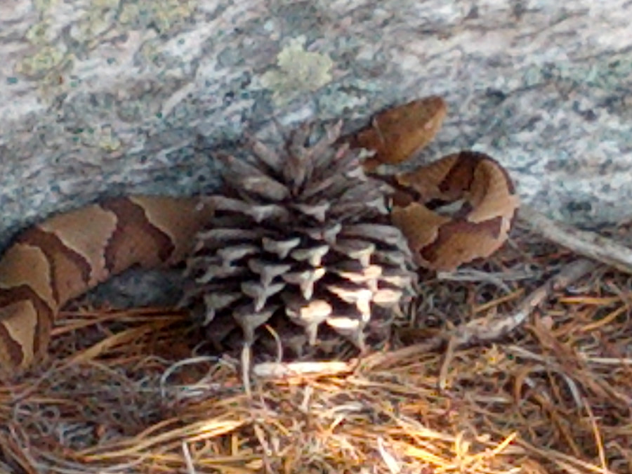 copperhead at Pond Bank