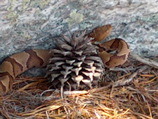 copperhead at Pond Bank