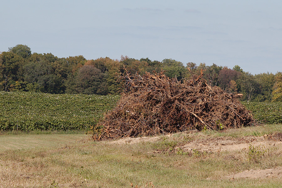 giant pile of grape vines