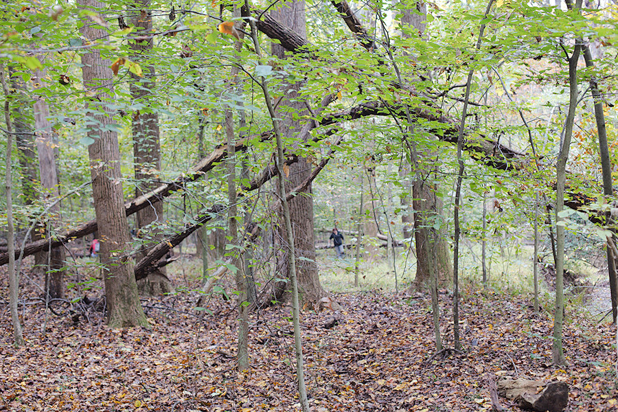 part of the trail we were brushing off - path is better served by a more sustainable trail about 300' up the hill