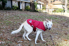 Stella