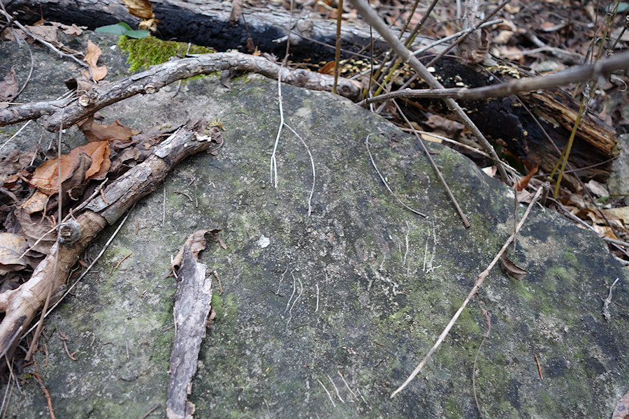scratch marks from a raccoon or something?