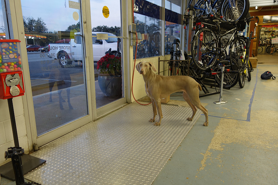 dog at Gator Cycle in Gainesville, FL