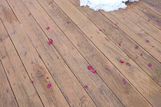 rose petals