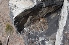 looking down at a bird's nest on the next feature over