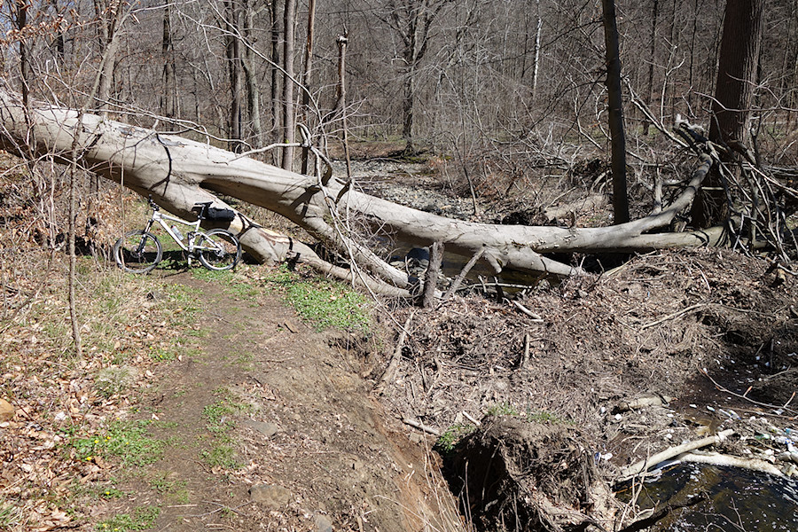 giant downed tree on a side-path I took